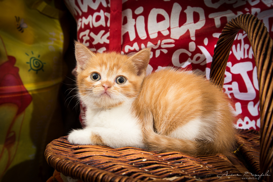 Фотографии котят и кошек Фотографии котят и кошек