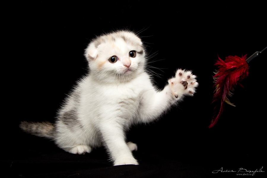 Фотографии котят и кошек Фотографии котят и кошек