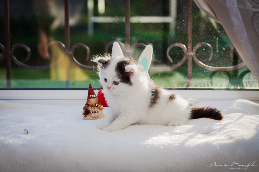 Фотографии котят и кошек Фотографии котят и кошек