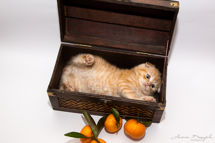 Фотографии котят и кошек Фотографии котят и кошек