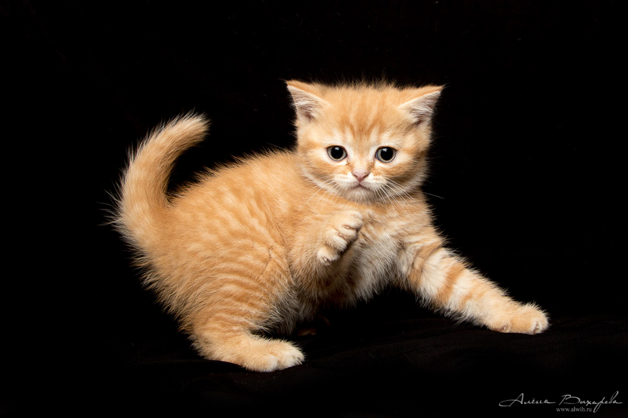 Фотографии котят и кошек Фотографии котят и кошек