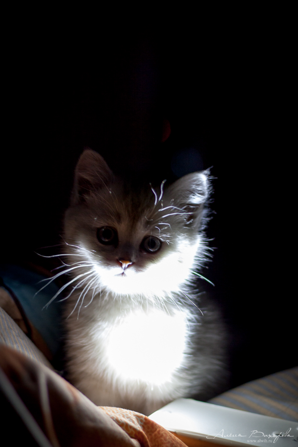 Фотографии котят и кошек