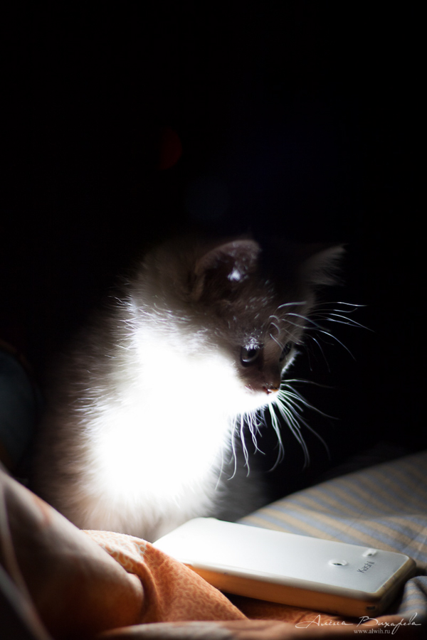 Фотографии котят и кошек