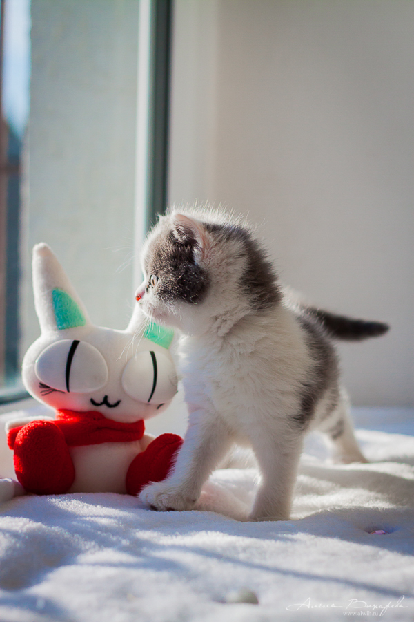 Фотографии котят и кошек