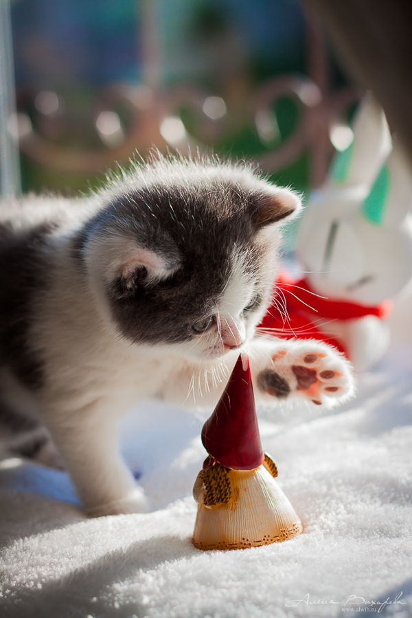 Фотографии котят и кошек