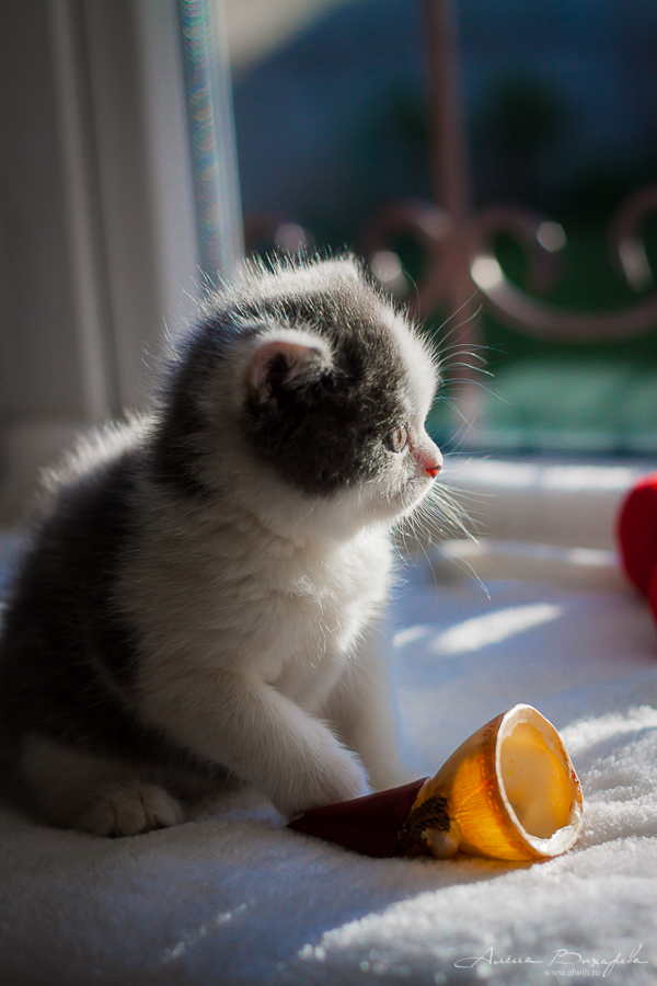 Фотографии котят и кошек