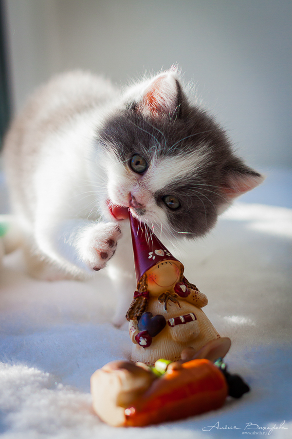 Фотографии котят и кошек