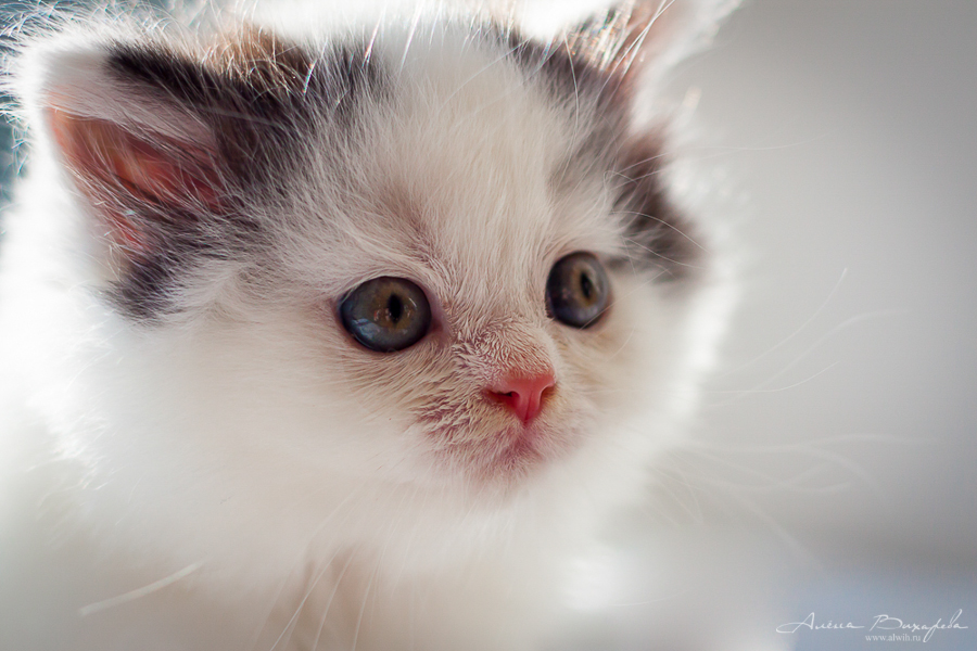 Фотографии котят и кошек Фотографии котят и кошек