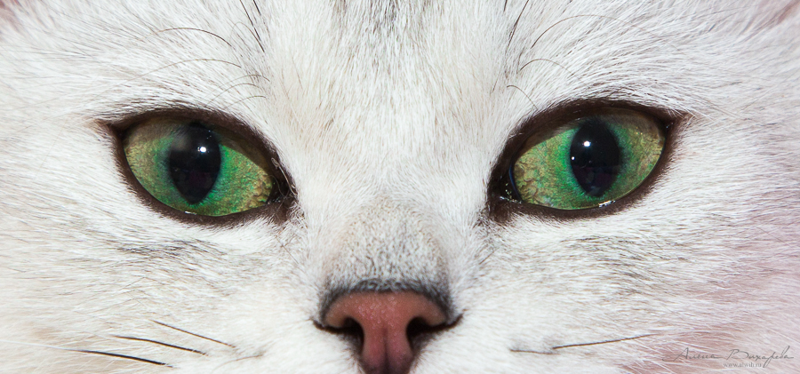 Фотографии котят и кошек Фотографии котят и кошек