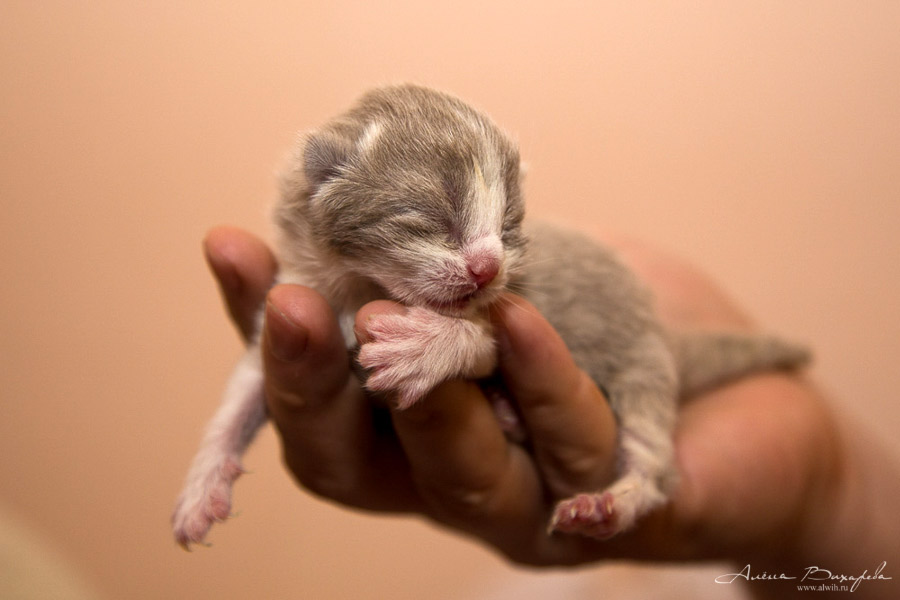 Фотографии котят и кошек Фотографии котят и кошек