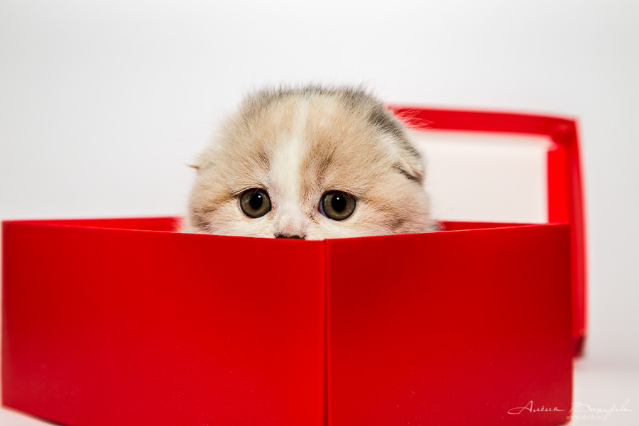 Фотографии котят и кошек Фотографии котят и кошек