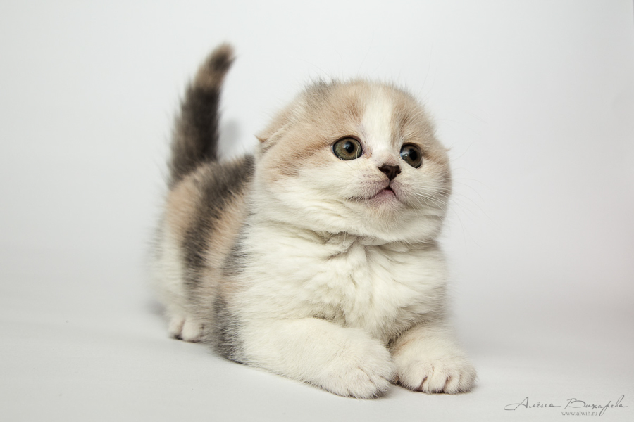 Фотографии котят и кошек Фотографии котят и кошек