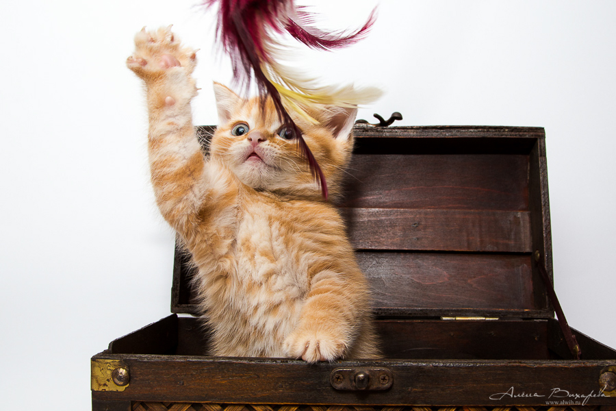 Фотографии котят и кошек Фотографии котят и кошек