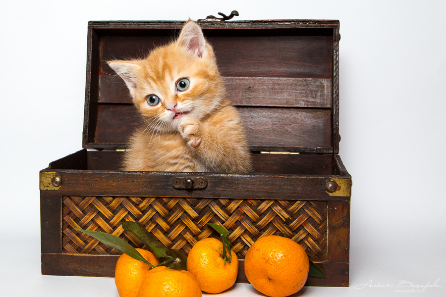 Фотографии котят и кошек Фотографии котят и кошек