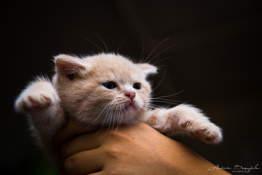Фотографии котят и кошек Фотографии котят и кошек