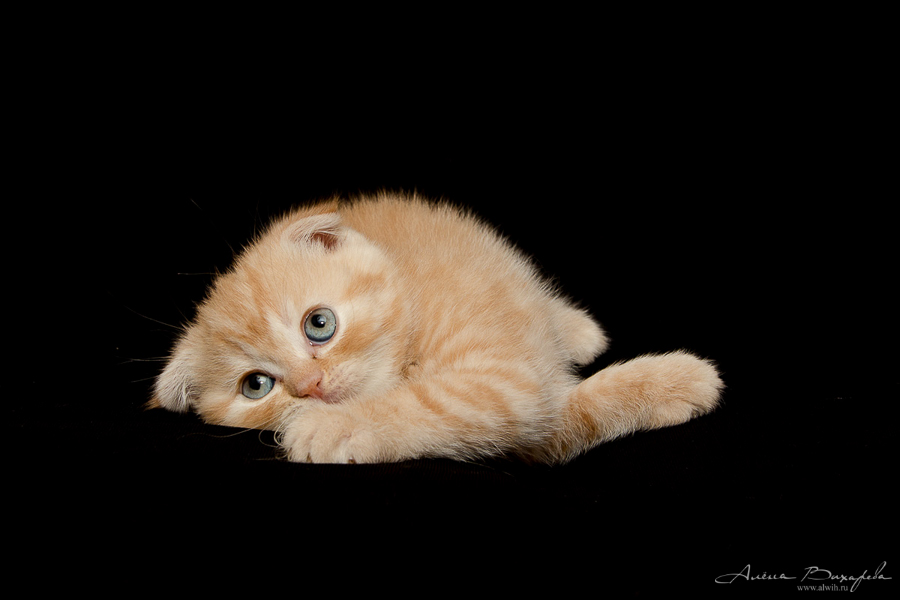 Фотографии котят и кошек Фотографии котят и кошек