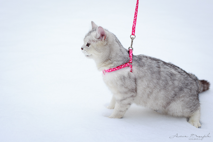 Фотографии котят и кошек Фотографии котят и кошек