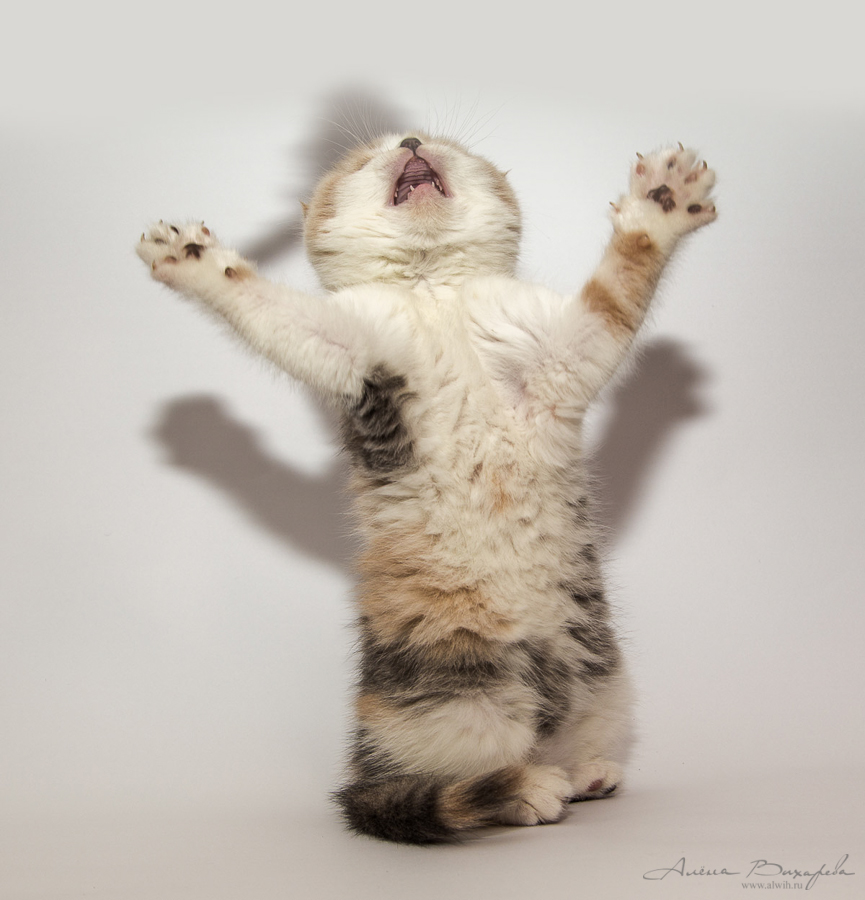 Фотографии котят и кошек Фотографии котят и кошек