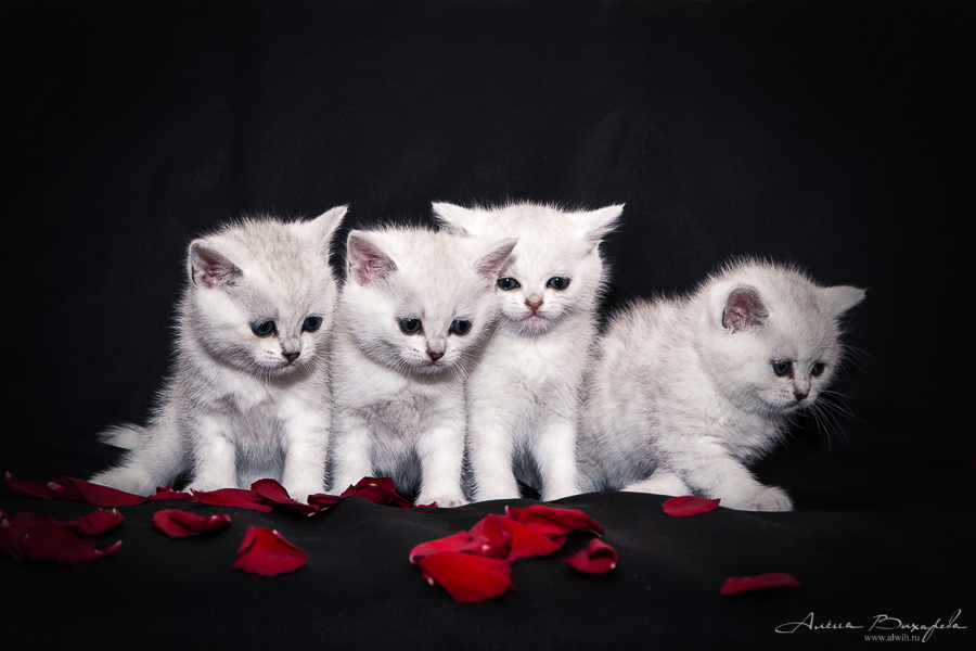 Фотографии котят и кошек Фотографии котят и кошек