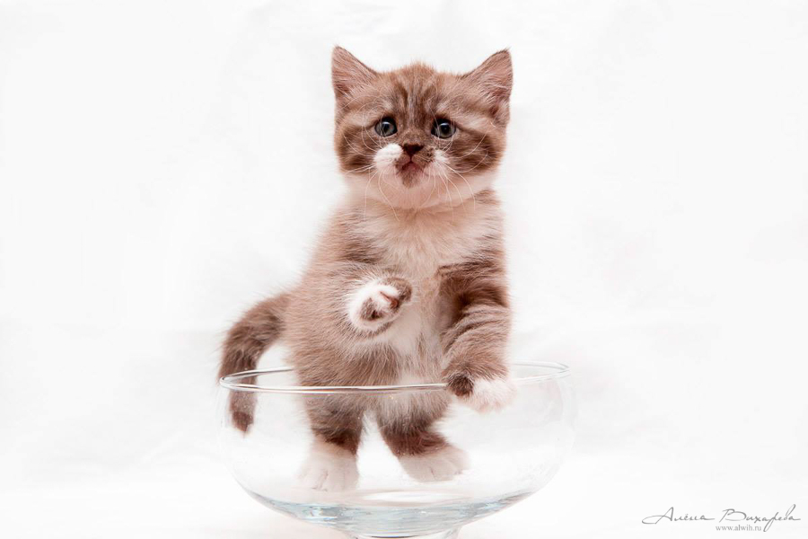 Фотографии котят и кошек Фотографии котят и кошек