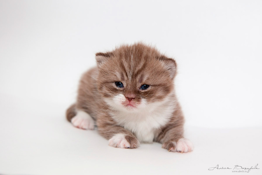 Фотографии котят и кошек Фотографии котят и кошек