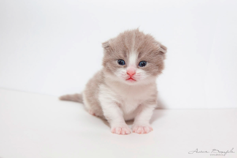 Фотографии котят и кошек Фотографии котят и кошек