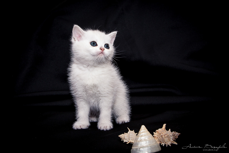 Фотографии котят и кошек Фотографии котят и кошек