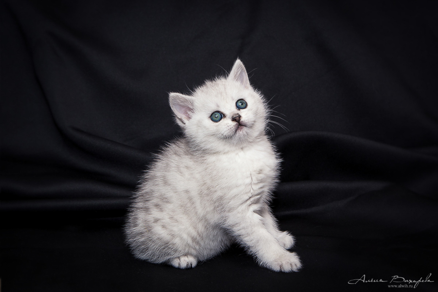 фотографии котят и кошек фотографии котят и кошек