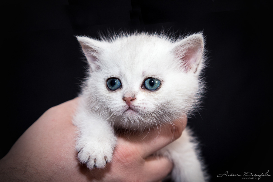 фотографии котят и кошек фотографии котят и кошек