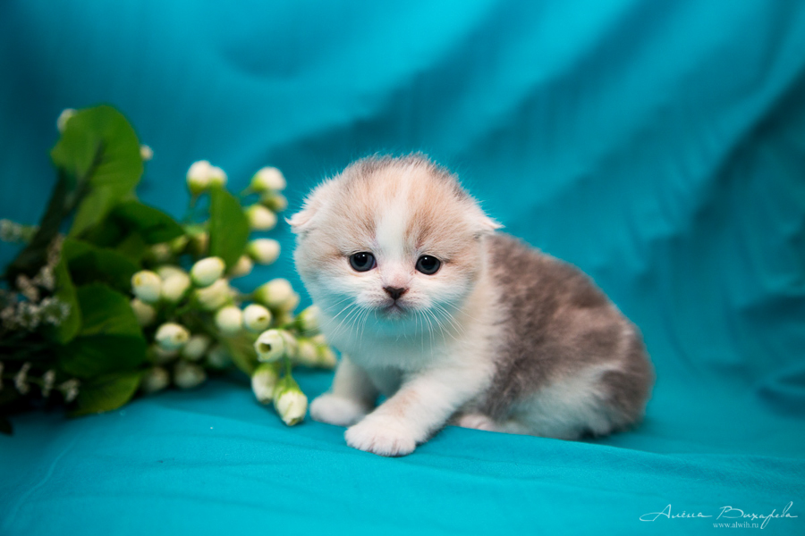 фотографии котят и кошек фотографии котят и кошек