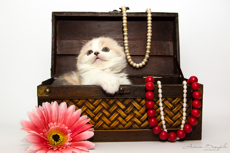 фотографии котят и кошек фотографии котят и кошек