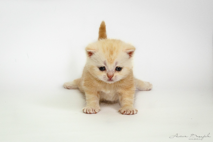 фотографии котят и кошек фотографии котят и кошек