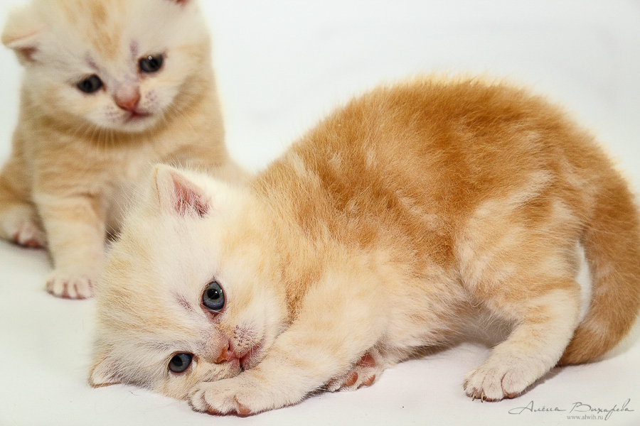 фотографии котят и кошек фотографии котят и кошек