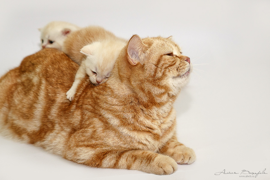 фотографии котят и кошек фотографии котят и кошек