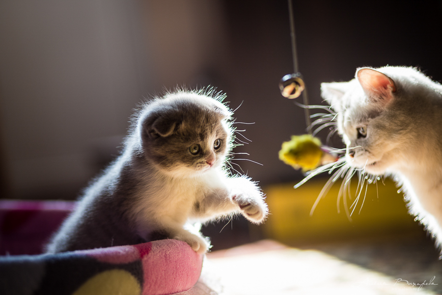 фотографии котят и кошек фотографии котят и кошек