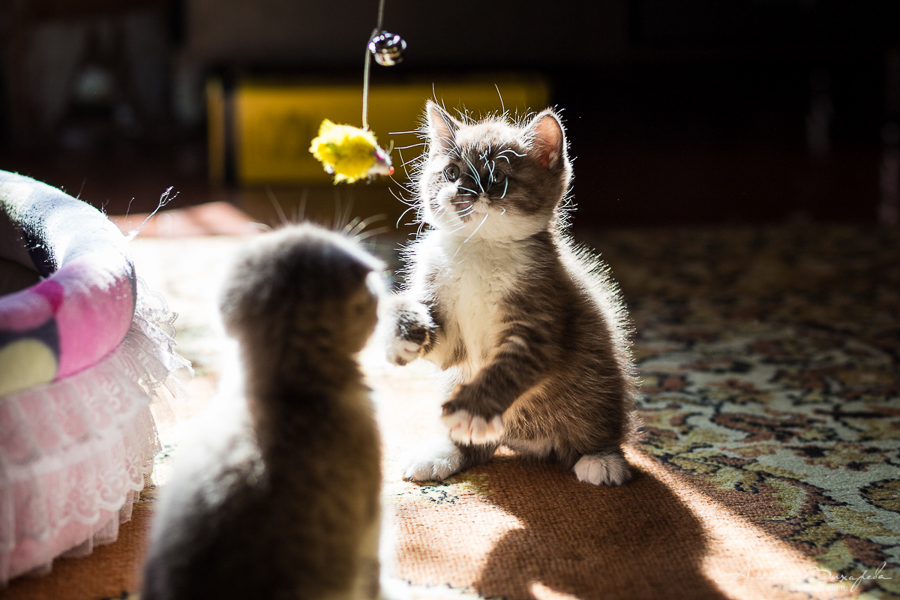 фотографии котят и кошек фотографии котят и кошек