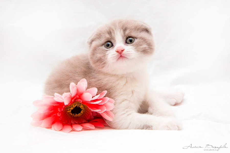 Фотографии котят и кошек Фотографии котят и кошек