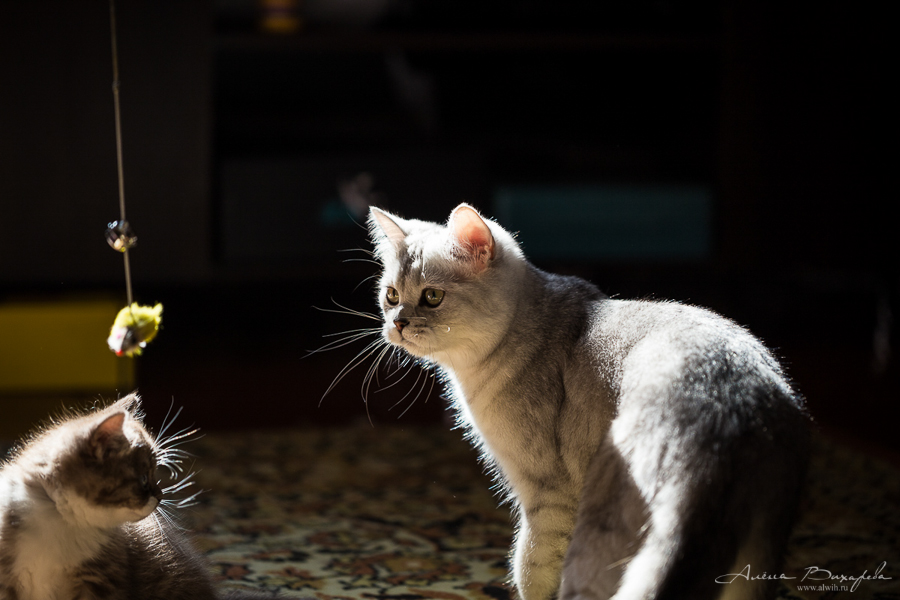 фотографии котят и кошек фотографии котят и кошек