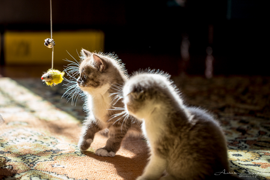 фотографии котят и кошек фотографии котят и кошек