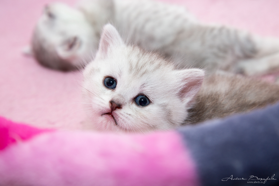 фотографии котят и кошек фотографии котят и кошек