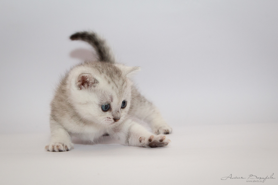 фотографии котят и кошек фотографии котят и кошек