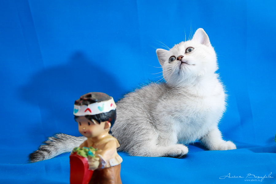 фотографии котят и кошек фотографии котят и кошек