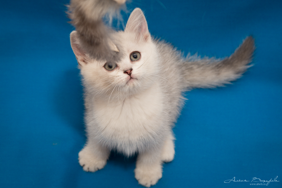 фотографии котят и кошек фотографии котят и кошек