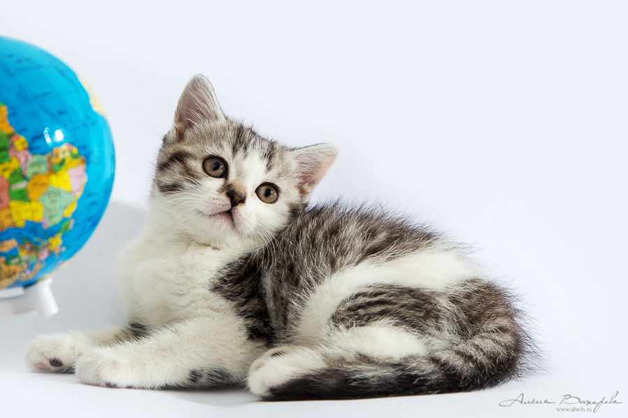 фотографии котят и кошек фотографии котят и кошек