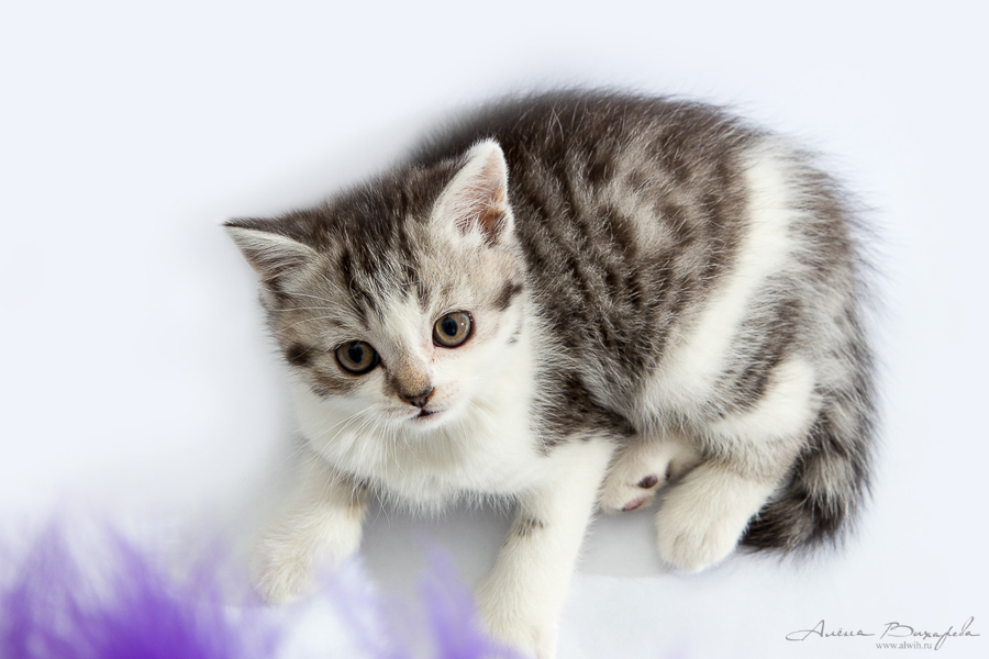 фотографии котят и кошек фотографии котят и кошек