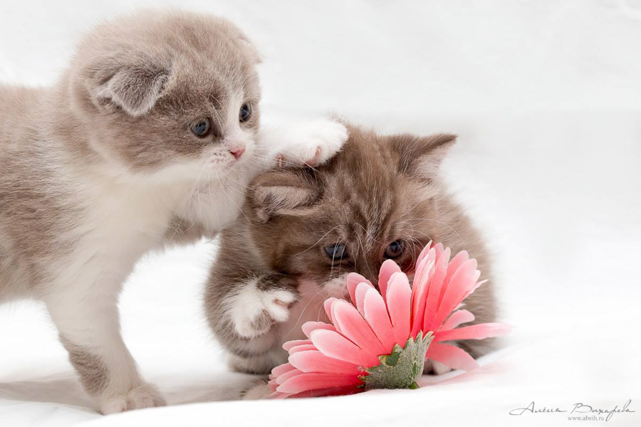 Фотографии котят и кошек Фотографии котят и кошек