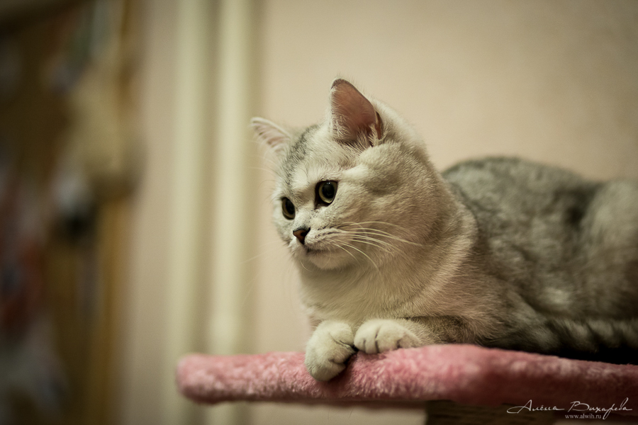 фотографии котят и кошек фотографии котят и кошек