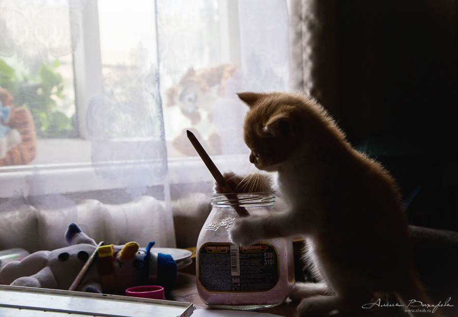 фотографии котят и кошек фотографии котят и кошек