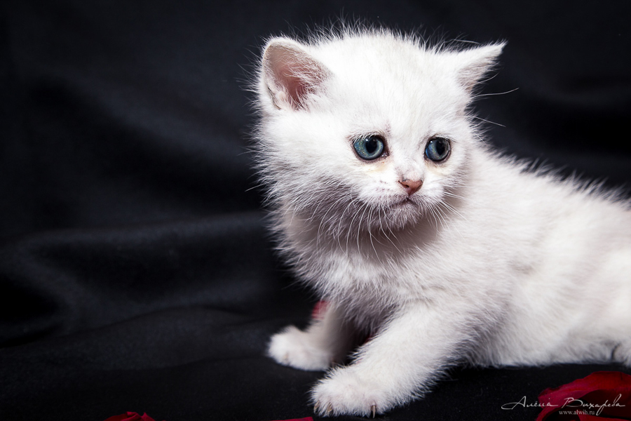 фотографии котят и кошек фотографии котят и кошек