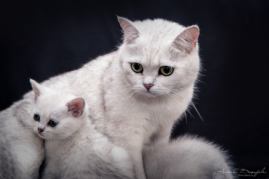 фотографии котят и кошек фотографии котят и кошек